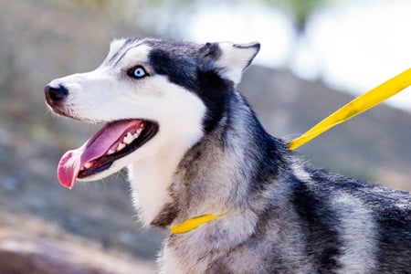 Samurai the Siberian Husky
